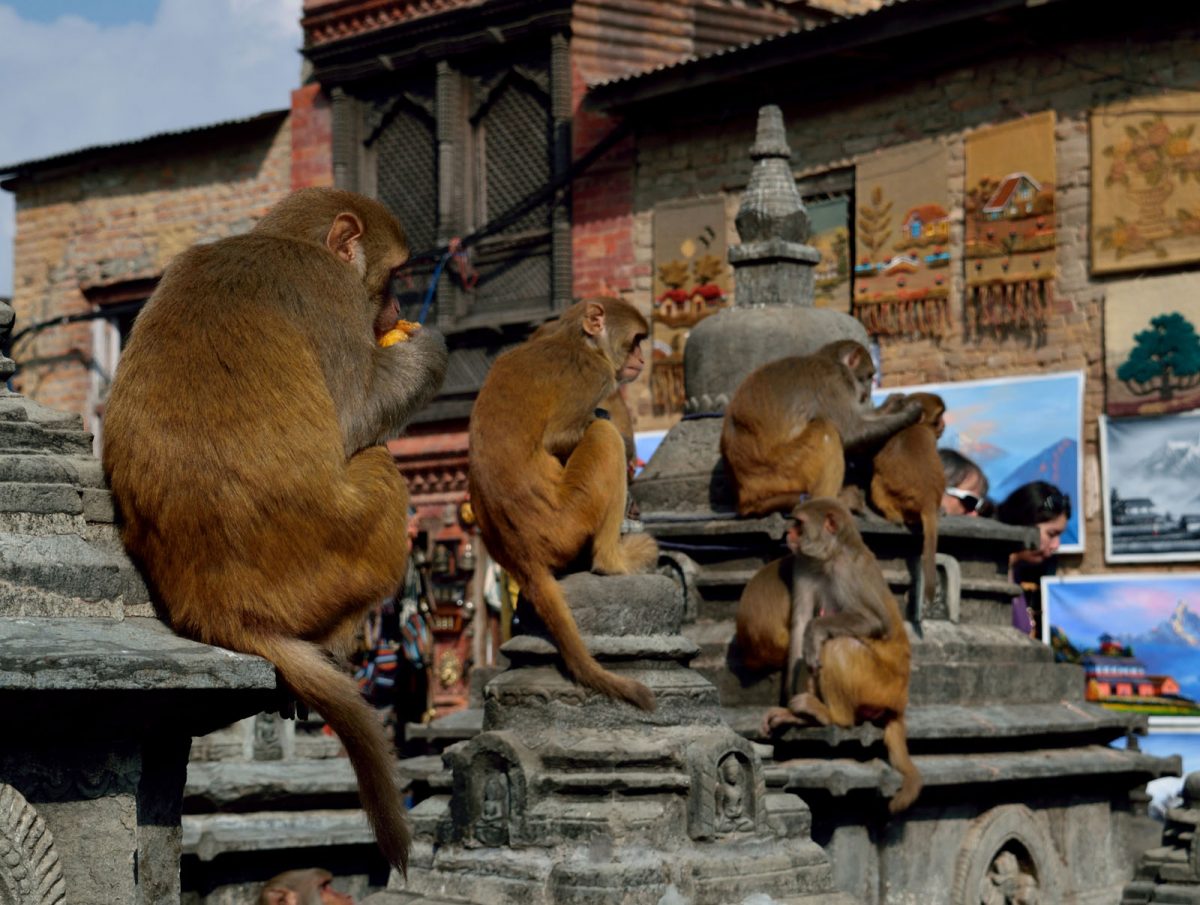 nepal_annapurna-tura_05