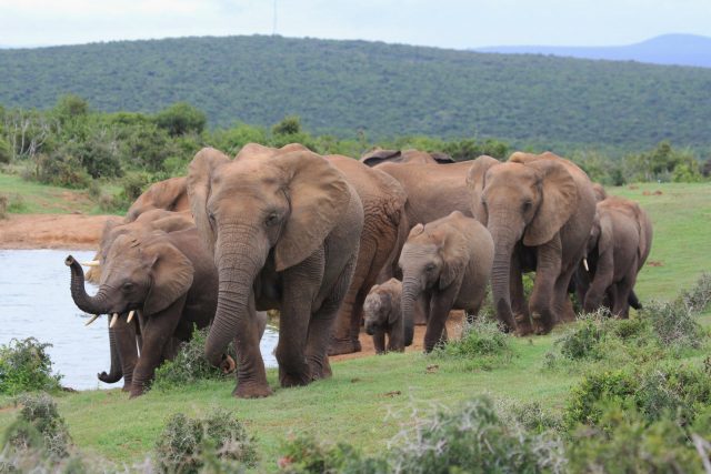 addo_del_afrikai_koztarsasag_10