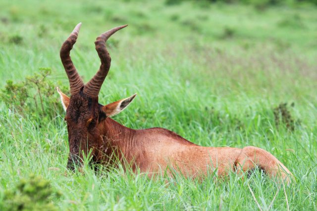 kruger_nemzeti_park_del_afrikai_koztarsasag_04