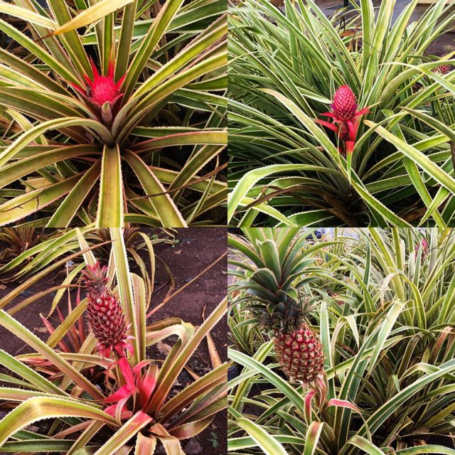 oahu_hawaii_07
