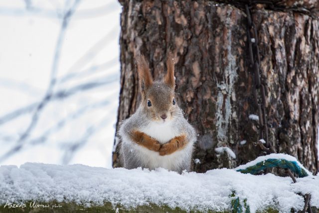 pasvik-nemzeti-park_norvegia_05