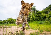 Elképesztő videó a Serengeti Nemzeti Park vadvilágáról