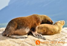 Beagle-csatorna: Hajózás a világvégén