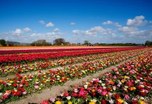 Hollandia tulipánmezői