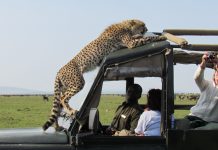 Tanzánia – Szafari a Big Five nyomában