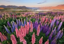 Csillagfürt virágzás a Tekapo-tó partján