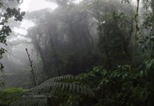 Tavi cápák és vulkánok Ometepe szigetén, Nicaraguában