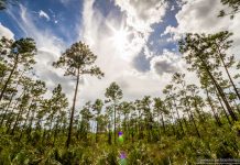 Az Everglades Nemzeti Park képekben