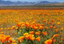 Sivatagi show – amikor virágba borul a sivatag