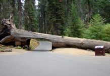 Óriások Földjén – Sequoia Nemzeti Park