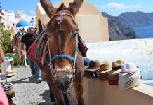 Santorini kampányt indított híres szamarai túlhajszoltsága miatt