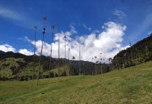 A világ legnagyobb pálmái – Cocora-völgy, Kolumbia