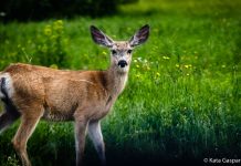 Vadles Lamar Valley-ben, a Yellowstone Nemzeti Park északi részén