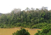 Taman Negara – esőerdő-matuzsálem Malajziában